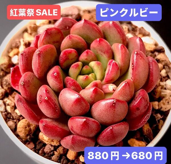 紅葉祭SALE★新入荷★韓国苗★ピンクルビー★可愛い紅葉大苗★超美苗★多肉植物★エケベリア