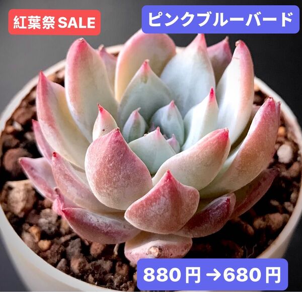 紅葉祭SALE★新入荷★韓国苗★ピンクブルーバード★可愛い紅葉超美苗★多肉植物★エケベリア