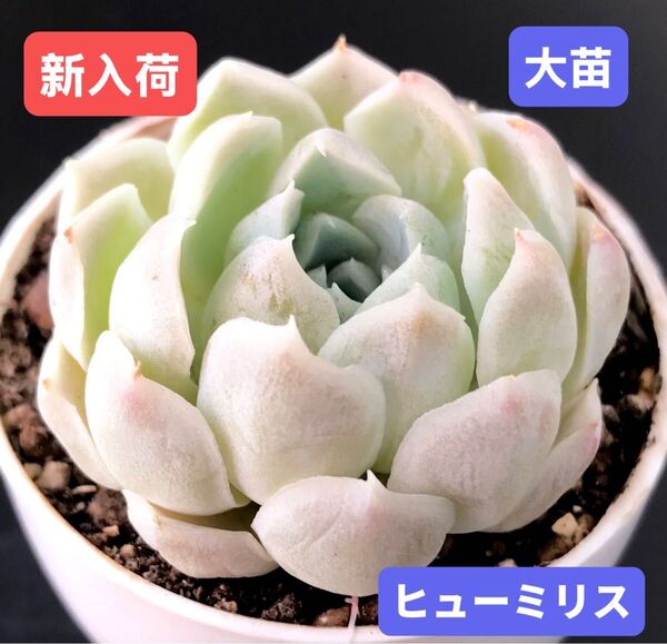 新入荷★韓国苗★ヒューミリス★レア種★可愛い白色系大苗★超美苗★多肉植物★エケベリア