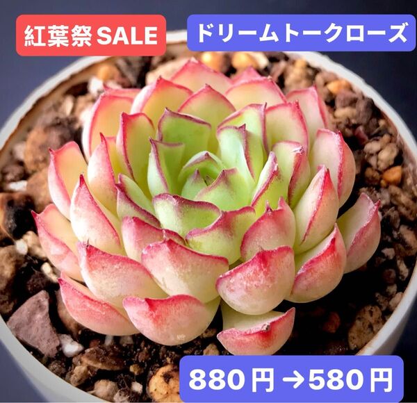紅葉祭SALE★新入荷★韓国苗★ドリームトークローズ★可愛い紅葉大苗★超美苗★多肉植物★エケベリア