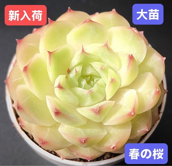 新入荷★韓国苗★春の桜★レア種★可愛い紅葉大苗★超美苗★多肉植物★エケベリア