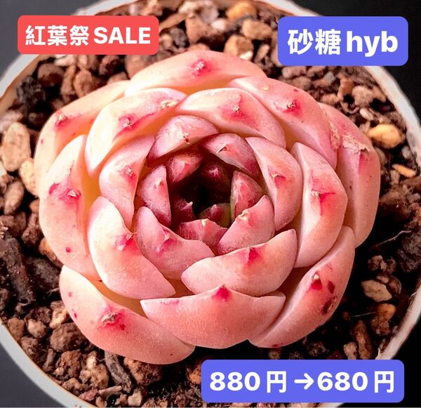 紅葉祭SALE★新入荷★韓国苗★砂糖hyb★可愛い紅葉超美苗★多肉植物★エケベリア