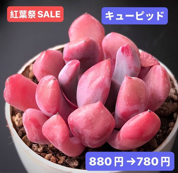紅葉祭SALE★新入荷★韓国苗★キューピッド★可愛い紅葉大苗★超美苗★多肉植物★エケベリア