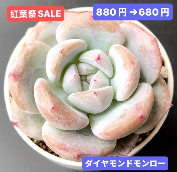 紅葉祭SALE★新入荷★韓国苗★ダイヤモンドモンロー★可愛い紅葉大苗★超美苗★多肉植物★エケベリア
