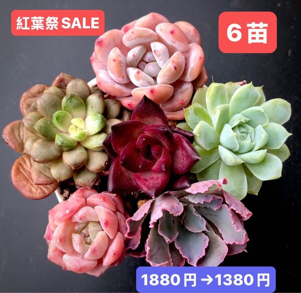 紅葉祭SALE★6苗1380円★韓国苗★桃大福、紫葡萄、白月影、キャンディ、霞の舞う等★可愛い紅葉超美苗★多肉植物★エケベリア