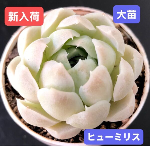 新入荷★韓国苗★ヒューミリス★レア種★可愛い白色系大苗★超美苗★多肉植物★エケベリア