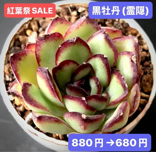 紅葉祭SALE★新入荷★韓国苗★黒牡丹(霊隠)★可愛い紅葉超美苗★多肉植物★エケベリア