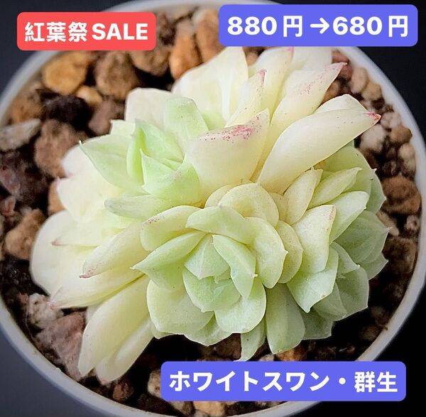 紅葉祭SALE★新入荷★韓国苗★ホワイトスワン・群生★可愛い白色系超美苗★多肉植物★エケベリア