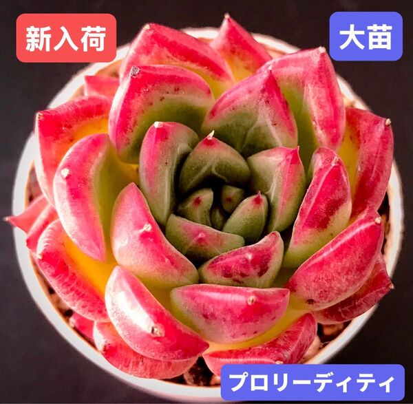 新入荷★韓国苗★プロリーディティ★レア種★可愛い紅葉大苗★超美苗★多肉植物★エケベリア