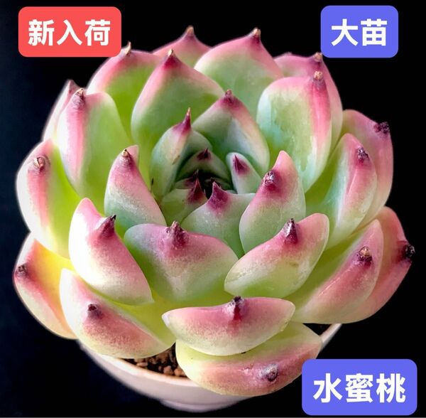 新入荷★韓国苗★水蜜桃★レア種★可愛い紅葉大苗★超美苗★多肉植物★エケベリア