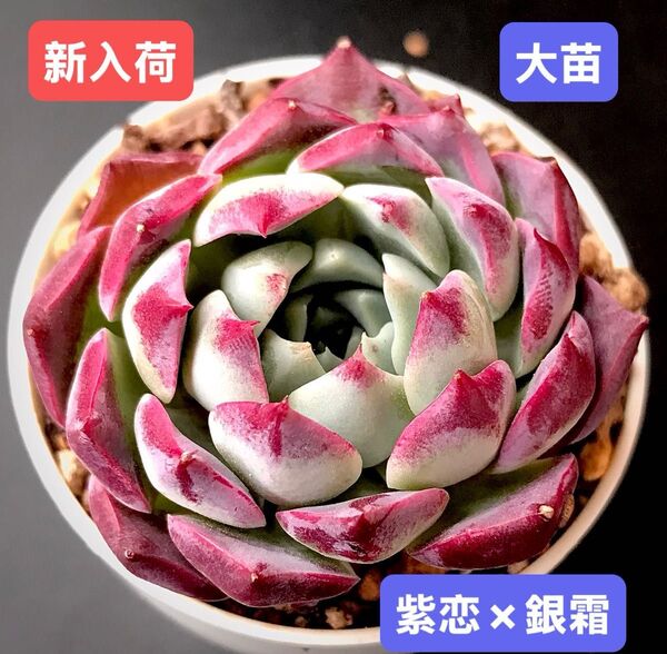 新入荷★韓国苗★紫恋×銀霜★レア種★可愛い紅葉大苗★超美苗★多肉植物★エケベリア