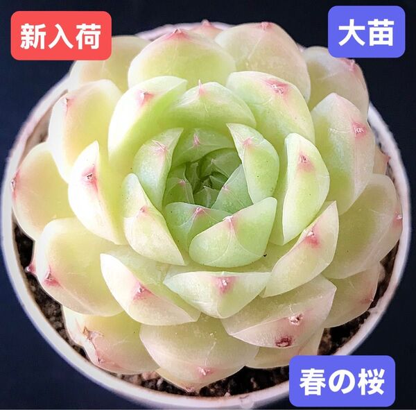 新入荷★韓国苗★春の桜★レア種★可愛い紅葉大苗★超美苗★多肉植物★エケベリア