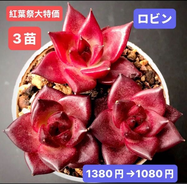 紅葉祭SALE★3苗1080円★韓国苗★ロビン★可愛い紅葉超美苗★多肉植物★エケベリア