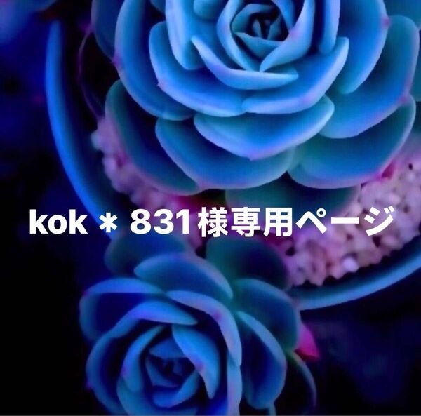kok*831新入荷★韓国苗★春の桜、桃大福★レア種★可愛い紅葉大苗★超美苗★多肉植物★エケベリア