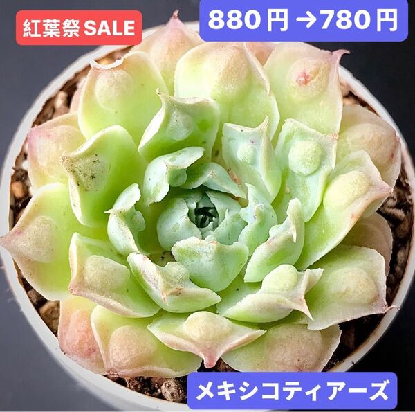 紅葉祭SALE★新入荷★韓国苗★メキシコティアーズ★可愛い紅葉大苗★超美苗★多肉植物★エケベリア