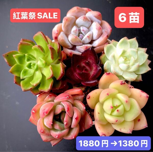 紅葉祭SALE★6苗1380円★韓国苗★桃大福、ディヤhyb、紅宝石、シャンパン、ロビン等★可愛い紅葉超美苗★多肉植物★エケベリア