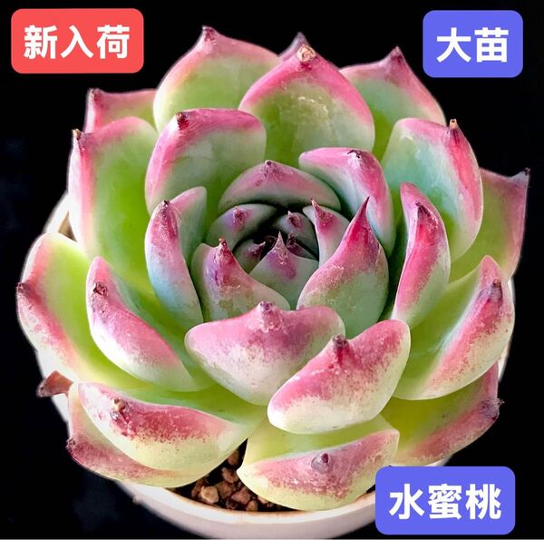 新入荷★韓国苗★水蜜桃★レア種★可愛い紅葉大苗★超美苗★多肉植物★エケベリア