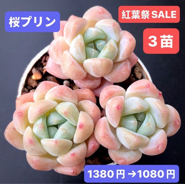 紅葉祭SALE★3苗1080円★韓国苗★桜プリン★可愛い紅葉超美苗★多肉植物★エケベリア