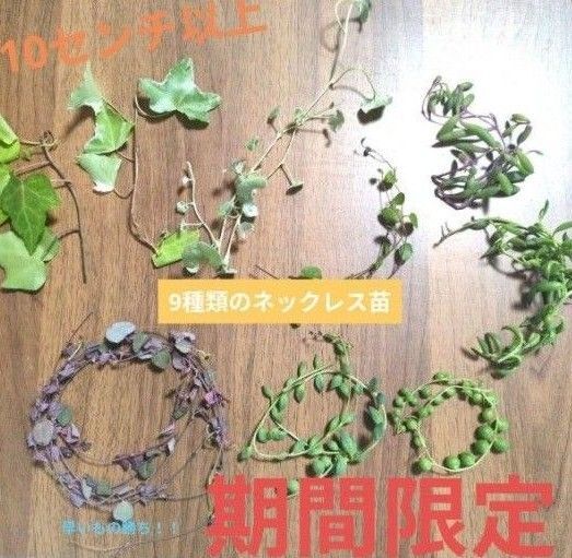 グリーン、ピーチ、ハートカズラ、バナナ、ルビー、ヘデラ、ディコンドラ9種カット苗