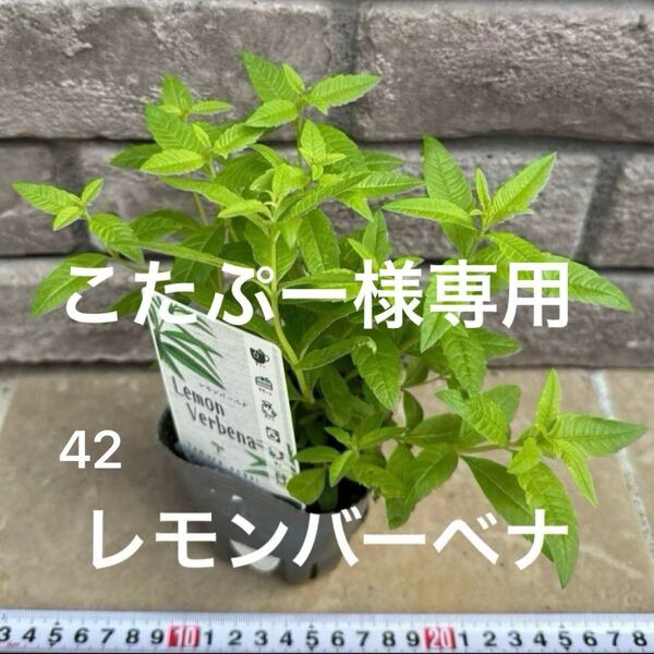 40、42 ハーブの女王 レモンバーベナ 苗 抜き苗 正規品 品種ラベル付 匿名配送