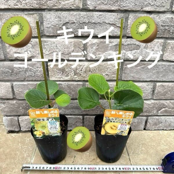 1 キウイ ゴールデンキング 苗 黄実系 品種ラベル付 メス木 オス木2本セット