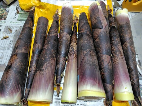 おまけ付 茨城県産 たけのこ(真竹) 農薬不使用 8キロ超