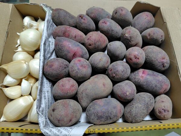 茨城県産ジャンボ生ニンニク(粒ニンニク300g)と希少じゃがいも(グラウンドペチカ1000g)合計1.4キロ箱込み 農薬不使用