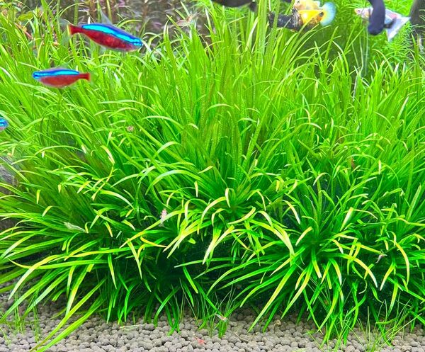 ブリクサショートリーフ5株 水中葉 無農薬