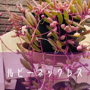 多肉植物ルビーネックレス(抜き苗 4本)
