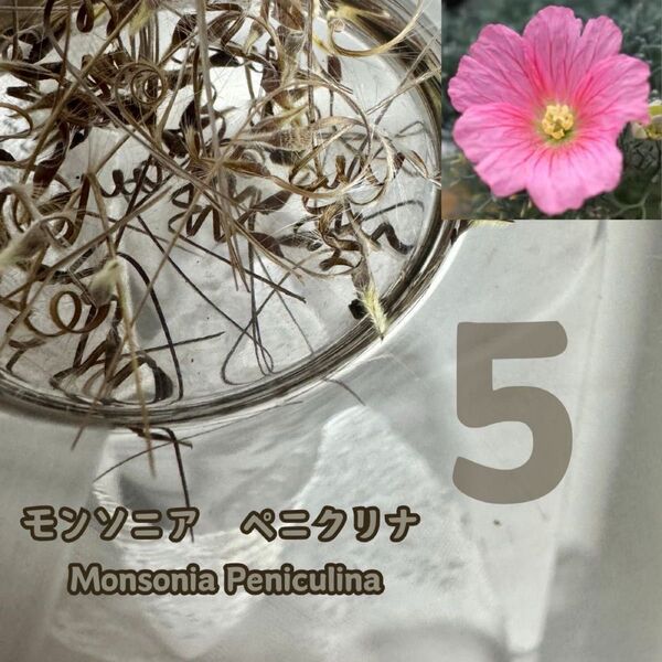 種子 5粒 モンソニア ペニクリナ monsonia peniculina