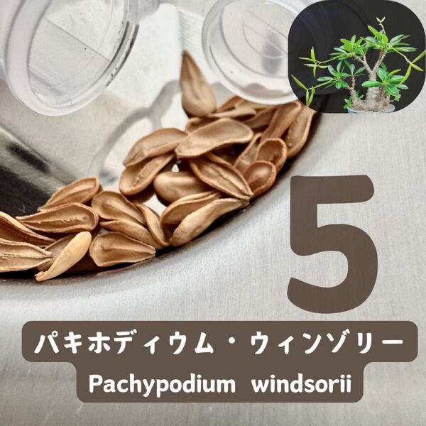 種子 5粒 パキポディウム ウィンゾリー