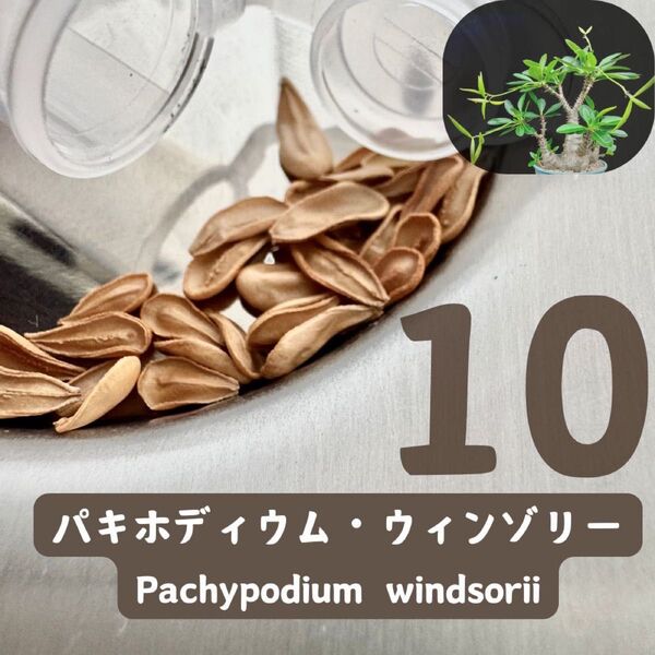 種子 10粒 パキポディウム ウィンゾリー