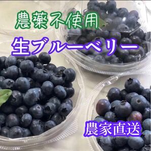 農家直送 農薬不使用 生ブルーベリー 300g