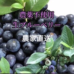 農家直送 農薬不使用 生ブルーベリー 500g