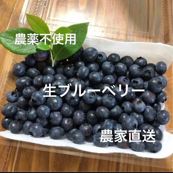 農薬不使用 農家直送 生ブルーベリー 300g