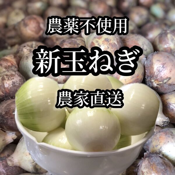 農家直送 農薬不使用 新玉ねぎ 7kg