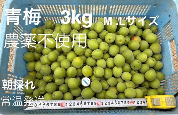 青梅 3kg 農薬不使用. 梅酒 梅干用 M. L 無選別 3kg 良品 数量限定 只今増量中 写真2枚目参照