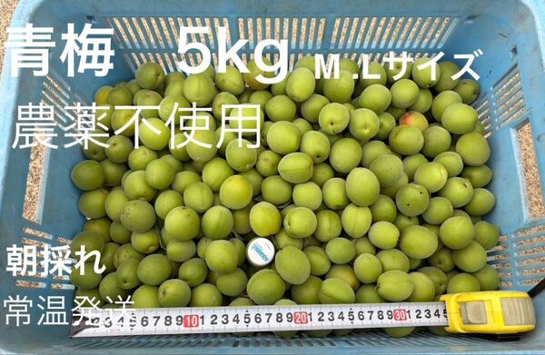 青梅 5kg 農薬不使用. 梅酒 梅干用 M. L 無選別 良品 数量限定 只今増量中 写真2枚目参照