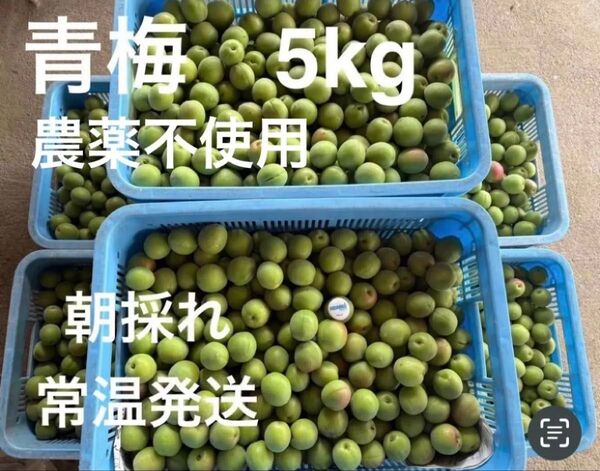 青梅 無農薬 梅酒、梅干用 良品 L. 2L.無選別 5kg 只今増量中 ラストスパート