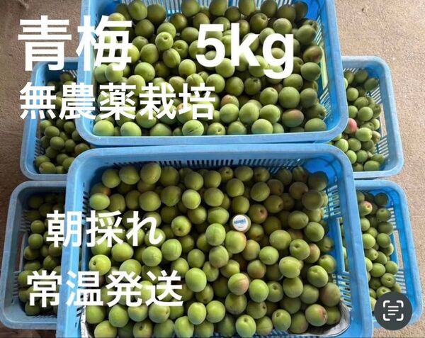 青梅 無農薬 梅酒、梅干用 良品 5kg 気持ち多めです