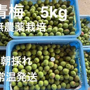 青梅 無農薬 梅酒 梅干用 良品 5kg 気持ち多めです。