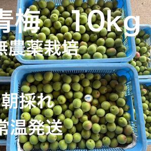 青梅 無農薬 梅酒、梅干用 良品 10kg 気持ち多めです