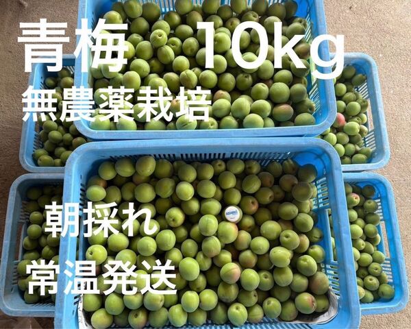 青梅 無農薬 梅酒、梅干用 良品 L. 2L.無選別 10kg 只今増量中 ラストスパート