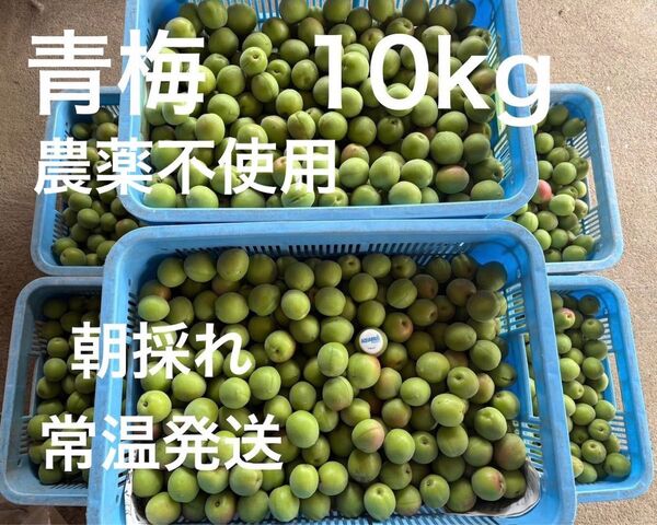 青梅 無農薬 梅酒、梅干用 良品 L. 2L.無選別 10kg 只今増量中 ラストスパート
