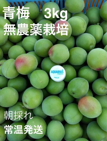 青梅 無農薬 梅酒、梅干用 良品 L. 2L.無選別 3kg 只今増量中 ラストスパート