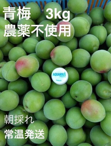 青梅 無農薬 梅酒、梅干用 良品 L. 2L.無選別 3kg 只今増量中 ラストスパート 残りわずかです。