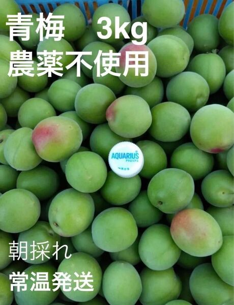 青梅 無農薬 梅酒、梅干用 良品 L. 2L.無選別 3kg 只今増量中 ラストスパート 残りわずかです。