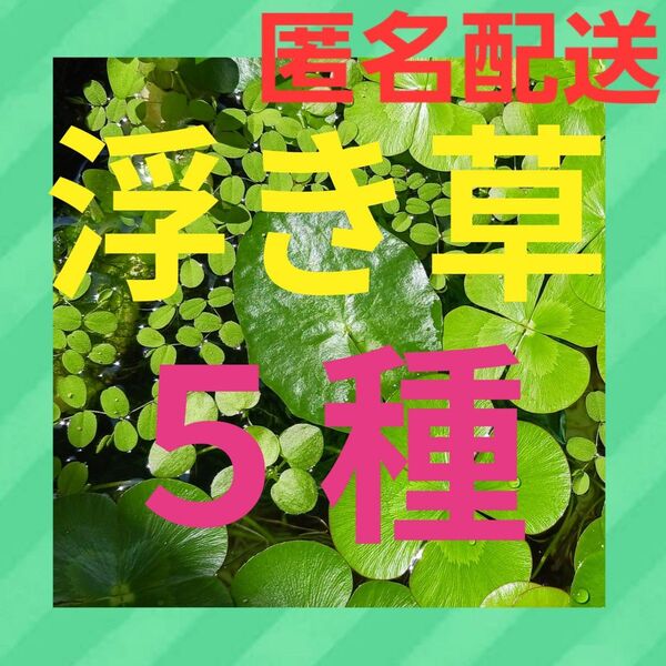 浮き草5種 無農薬水草 ビオトープに サルビニククラータ オオサンショウモ フィランサスフルイタンス アマゾンフロッグピットなど