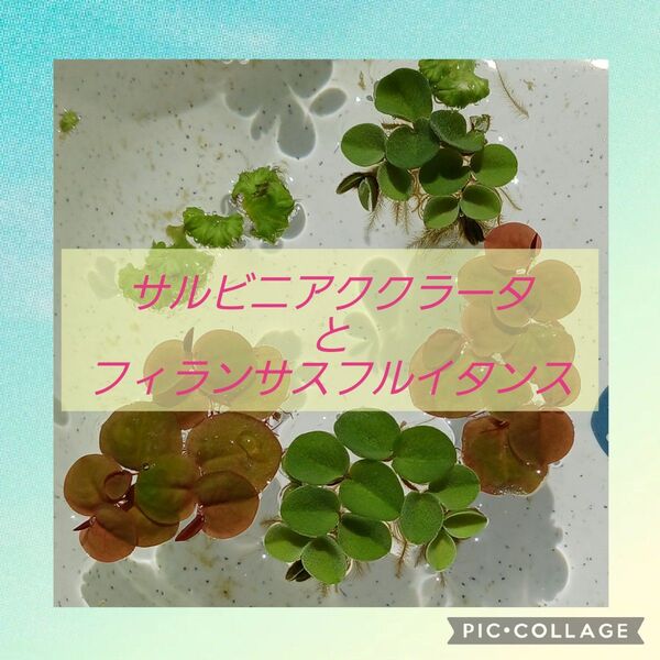 サルビニアククラータとフィランサスフルイタンス イチョウウキゴケおまけ メダカビオトープ 無農薬