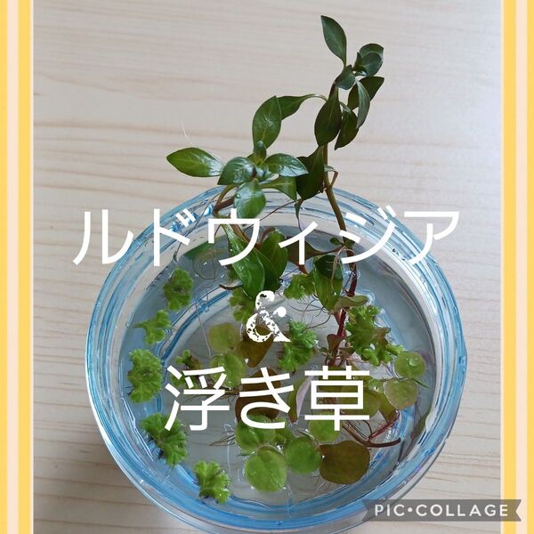 ルドウィジア&浮き草(フィランサスフルイタンス イチョウウキゴケ) 無農薬 ビオトープ水草セット